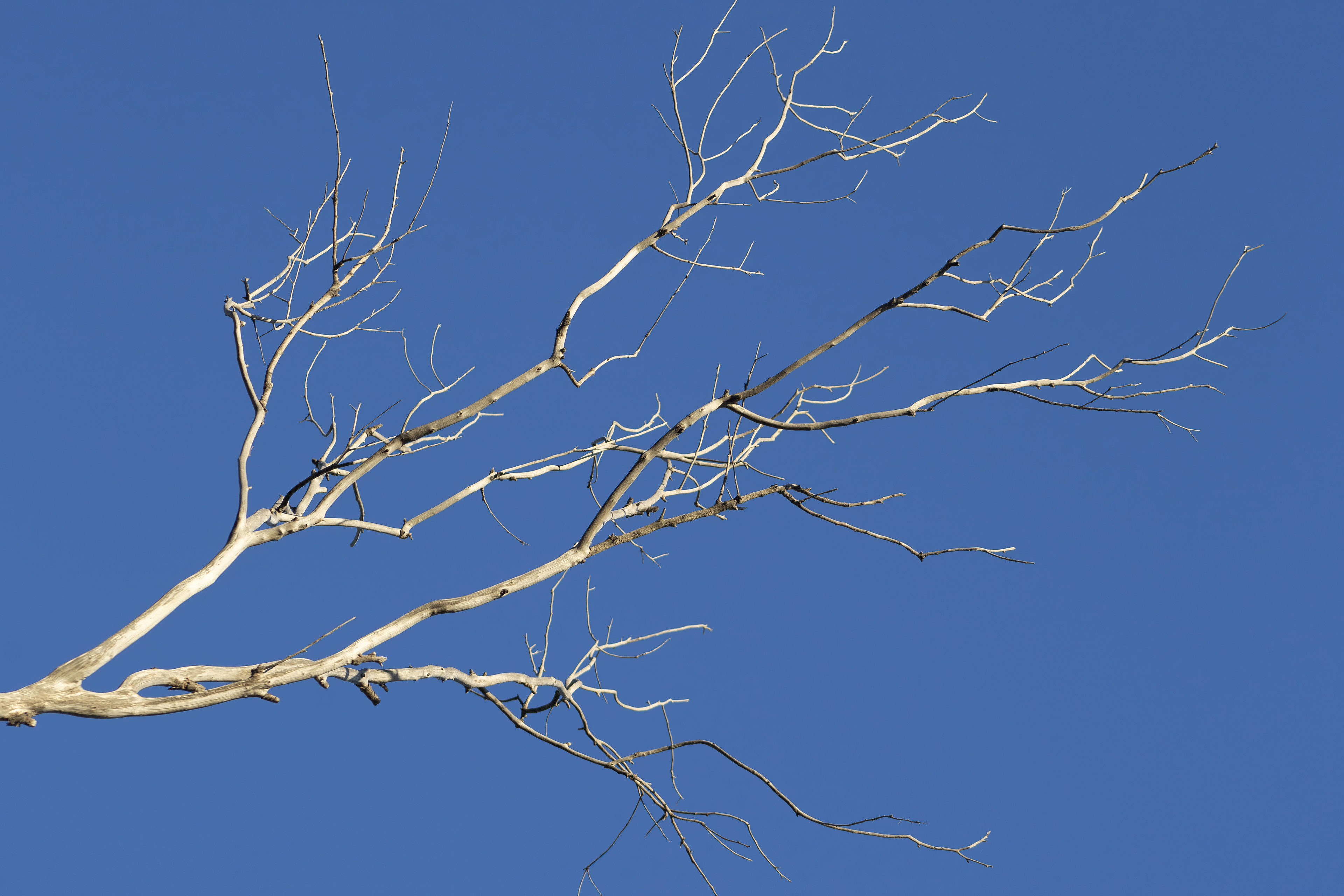 M liminal VIII – Dry Tree